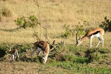 Gazelle de Thomson, Gazella Thomsonii, male, femelle, jeune, Afrique de l'Est