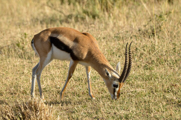 Gazelle de Thomson, Gazella Thomsonii, male, Afrique de l'Est