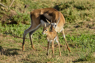 Gazelle de Thomson, Gazella Thomsonii, femelle, jeune, Afrique de l'Est