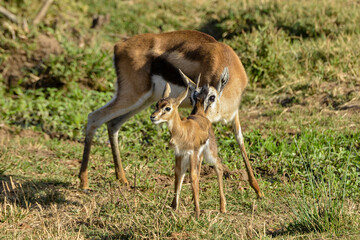Gazelle de Thomson, Gazella Thomsonii, femelle, jeune, Afrique de l'Est