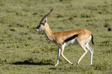 Gazelle de Thomson , Gazella leptoceros, Kenya