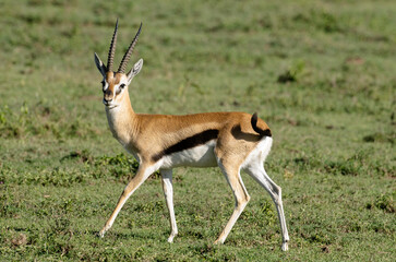 Gazelle de Thomson , Gazella leptoceros, Kenya