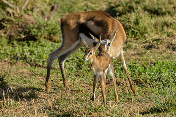 Gazelle de Thomson, Gazella Thomsonii, femelle, jeune, Afrique de l'Est