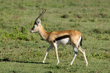 Obraz premium Gazelle de Thomson , Gazella leptoceros, Kenya