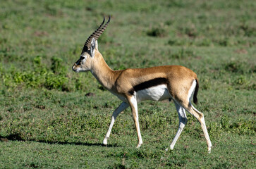 Gazelles de Thomson, Eudorcas thomsonii nasalis, Afrique de l'Est