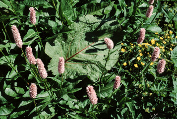 Renouée bistorte, Polygonum biscorta