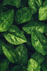 Obraz premium Lush Deep Green Spinach Leaves Background Texture - Close-Up Macro Photography of Vibrant Foliage