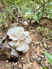 Wild oyster mushroom on a log in First Landing State Park, Virginia