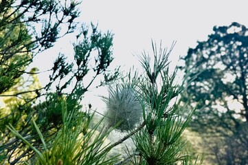 Nest of Processionary Caterpillars in a Pine Tree.