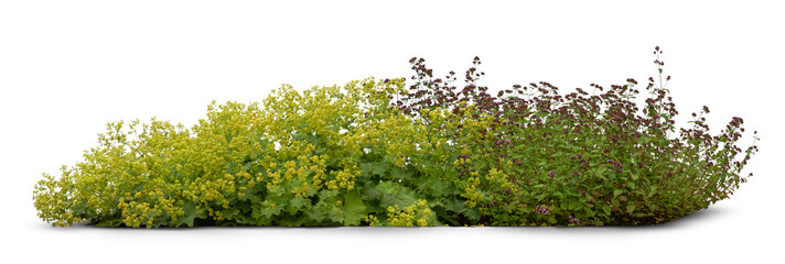 Flowerbed consisting of  a composition of different green plants and flowers isolated on white...