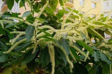 Castanea sativa in gardening. Tree is blooming. Cottage garden. Sunny day.