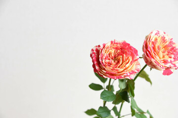 パーティラナンキュラ