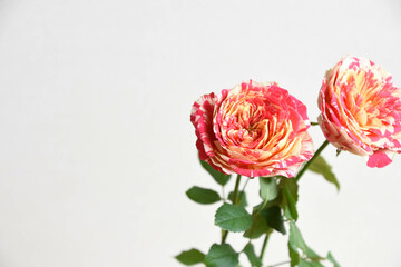 パーティラナンキュラ
