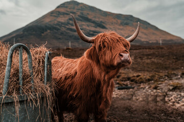 Highland Cow in the Scenic Highlands of Scotland