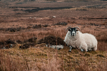 Schafe in Schottland Sheep in Scotland