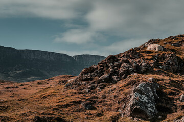 Schafe in Schottland Sheep in Scotland