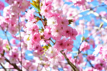 八重桜