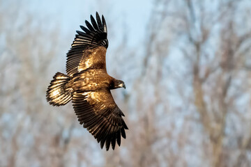 young eagle in flight