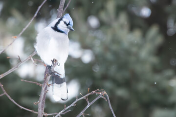bluejay bird on a branch