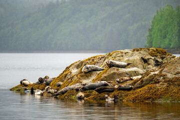 Group of seals resting on shoreline in Juno Alaska 