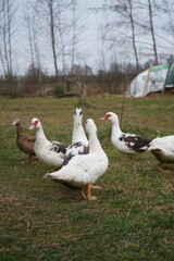 Geese and ducks pets