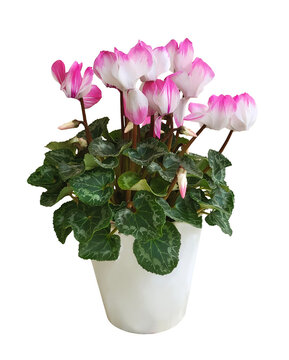 White and pink cyclamen in a white pot isolated on a transparent background