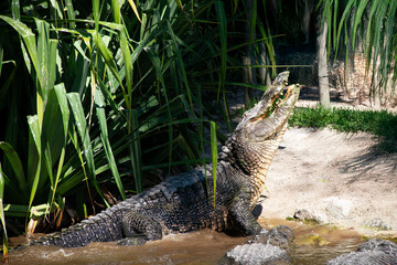 alligator in the swamp
