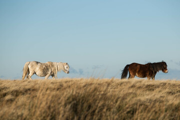 Two Welsh ponies walking through the moors