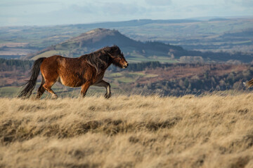 Galloping Welsh ponies on the moors