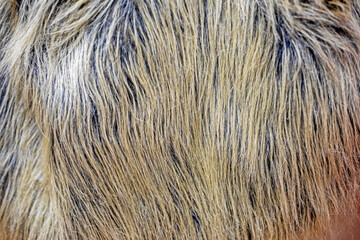 abstract fur natural background for fur coats