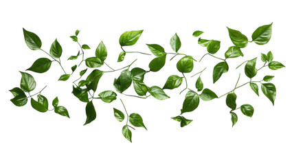 Obraz premium Vibrant green leaves cascading along a transparent background, showcasing natural beauty and organic design elements for creative projects.
