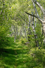 Fototapeta premium Beautiful green birch tree forest in low Swiss Alps mountain forest with a road going through the forest, Switzerland