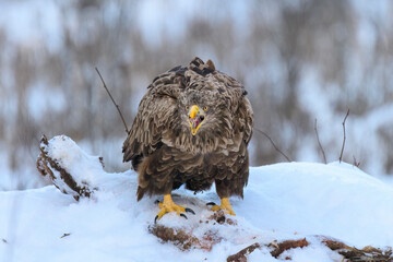 Eagle with a caught fox. Golden eagle Aquila chrysaetos killed a red fox and sits with prey on the frosty ground
