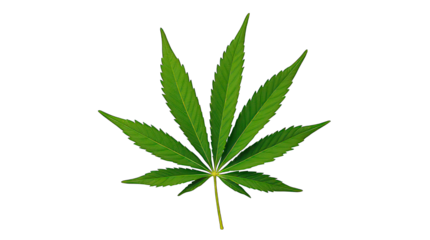 Vibrant Green Cannabis Leaf Isolated on Bright White Background