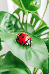 Fototapeta premium Close-up of a red ladybug resting on a glossy green leaf. The vibrant colors emphasize the delicate beauty of this small insect in a natural environment.