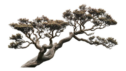 A beautifully twisted bonsai tree limb showcasing intricate branches and delicate foliage, displaying natural artistry in a serene setting.