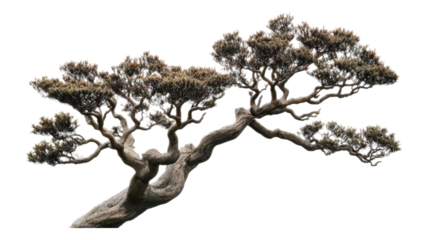 A beautifully twisted bonsai tree limb showcasing intricate branches and delicate foliage, displaying natural artistry in a serene setting.