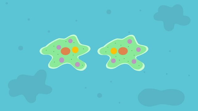 A short animated video depicting the binary fission of an amoeba in a cartoon style. The amoeba starts as a single cell, splits its nucleus, and eventually divides into two identical cells