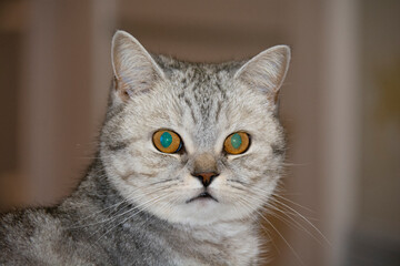 Muzzle of a gray British cat with eyes with a green shine on a blurred beige background