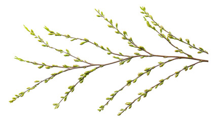 Fototapeta premium Fresh green twigs with budding leaves against a transparent background, showcasing early spring growth.