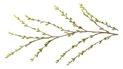 Fresh green twigs with budding leaves against a transparent background, showcasing early spring growth.