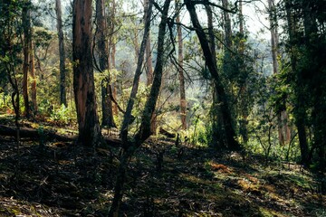 Sunlit forest with lush undergrowth