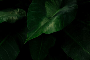 abstract plant green leaf blur jungle texture, tropical leaf foliage nature dark green background.