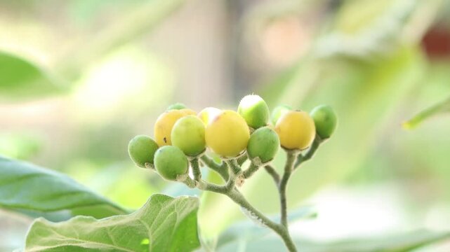 Solanum torvum is a plant from the eggplant tribe (Solanaceae) whose fruit and seeds are used as a vegetable or spice