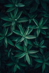 natural leaf textures of agave plant with soft blurred details