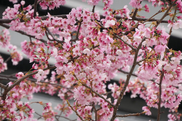 満開の薄紅色の桜の花、都会の風景を背景に咲き誇る春のシンボル