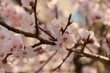 満開の桜の花、暖かい春の日差しに包まれた木の枝のクローズアップ