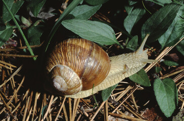 Helix pomatia or Roman snail, Burgundy snail, or escargot on forest floor