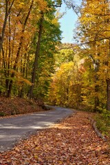 Obraz premium Scenic autumn road lined with vibrant yellow trees