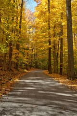 Obraz premium Scenic autumn road lined with vibrant yellow trees